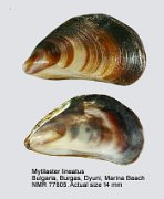 Mytilaster lineatus (7)